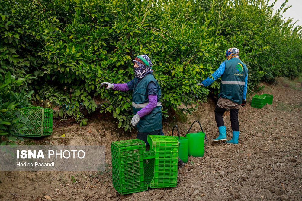 برداشت نارنگی از باغهای هاشمآباد در گرگان