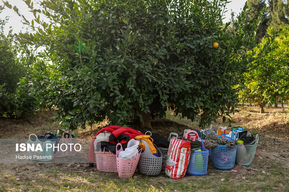 برداشت نارنگی از باغهای هاشمآباد در گرگان