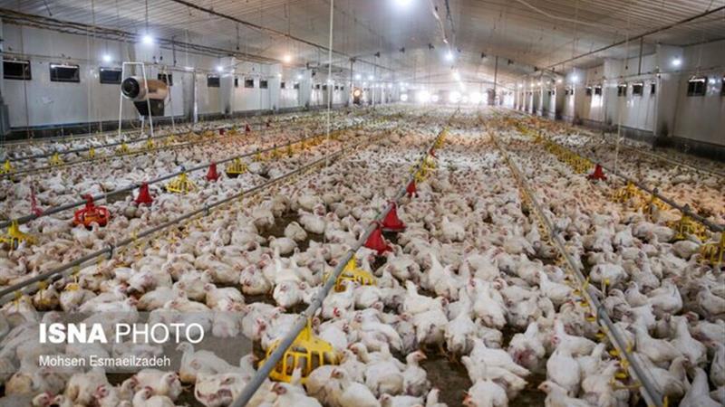 تدوین الگوی بهینه مصرف مکمل ویتامینی در جیره جوجههای گوشتی