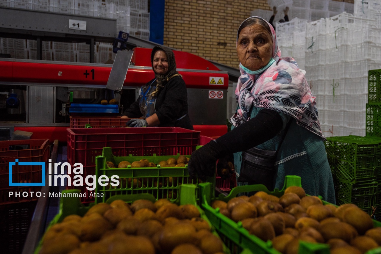 برداشت کیوی در سلمانشهر استان مازندران