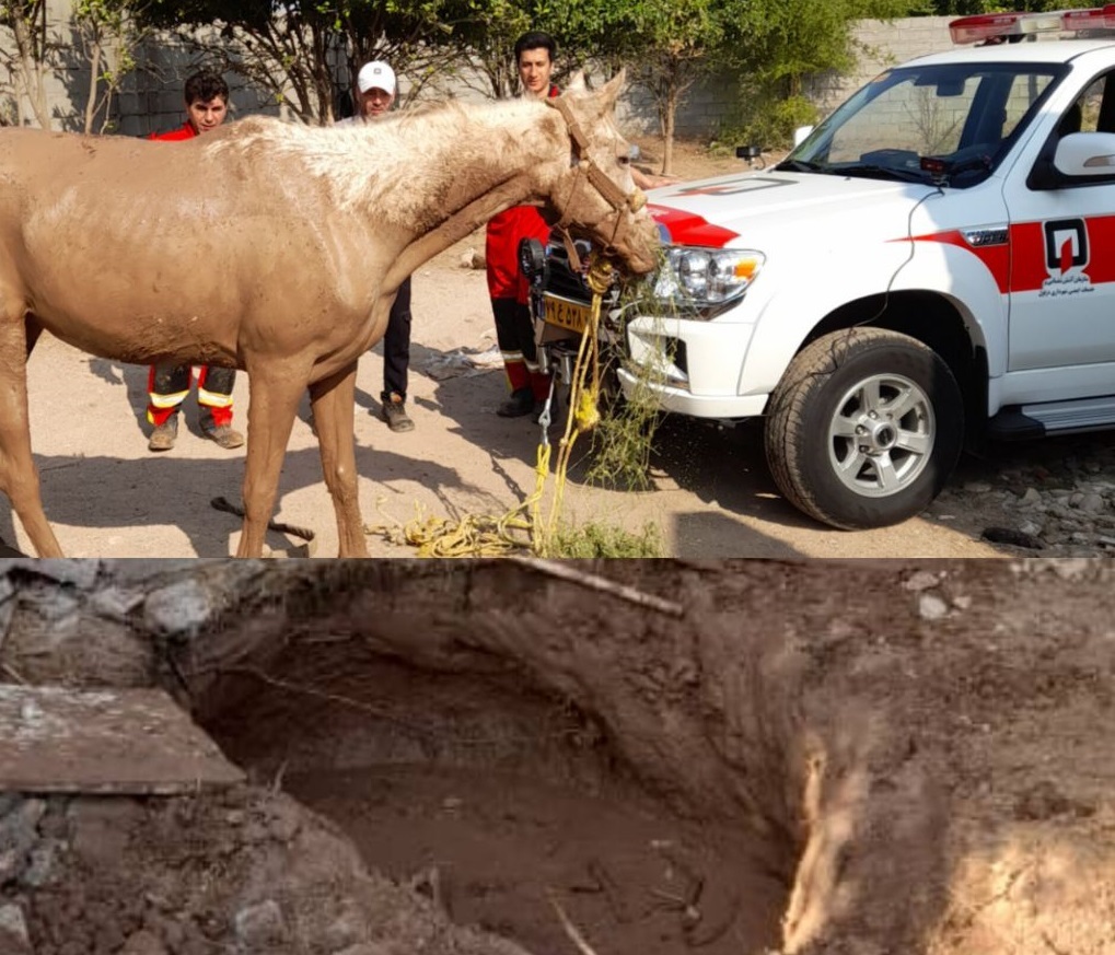 نجات اسب گرفتار شده در گل و لای توسط آتشنشانان دزفول