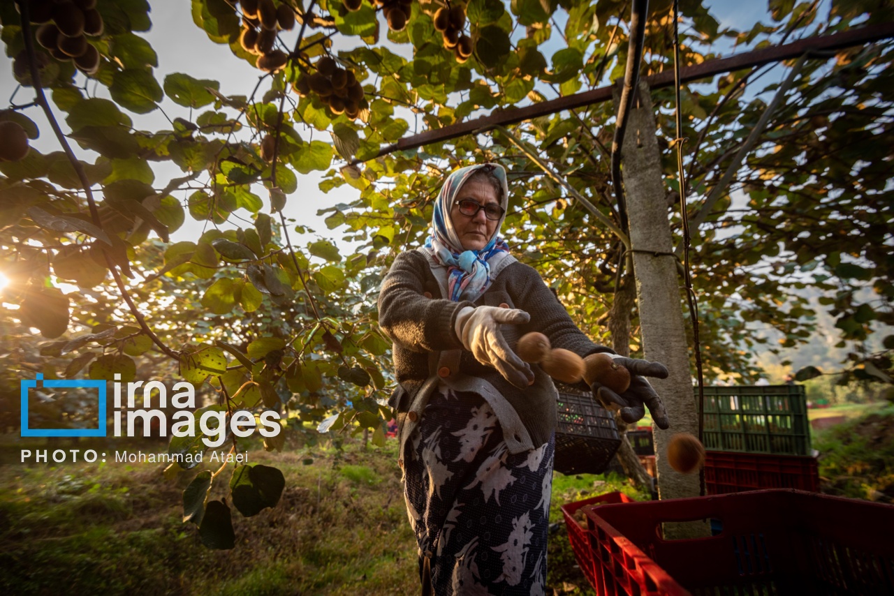 برداشت کیوی در سلمانشهر استان مازندران