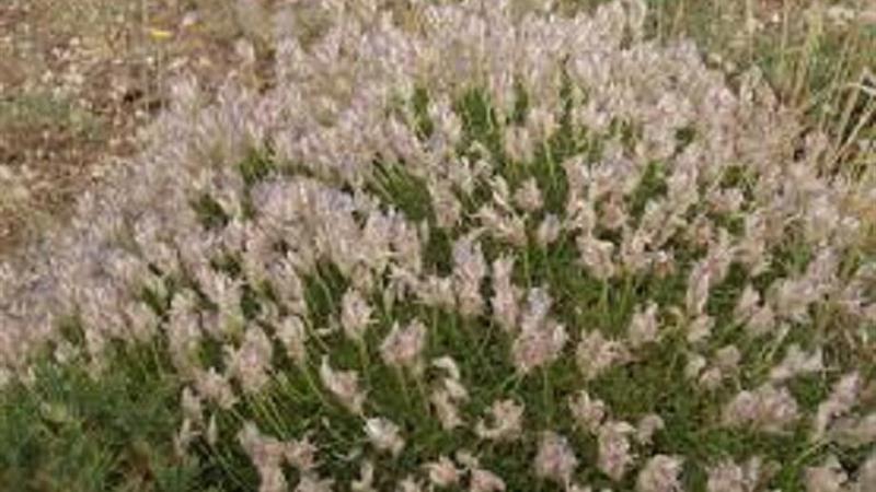 کاهش گیاهان مرتعی خنکپسند در خراسان شمالی/ ورود خسارت ۶.۱ همت به مراتع استان براثر خشکسالی