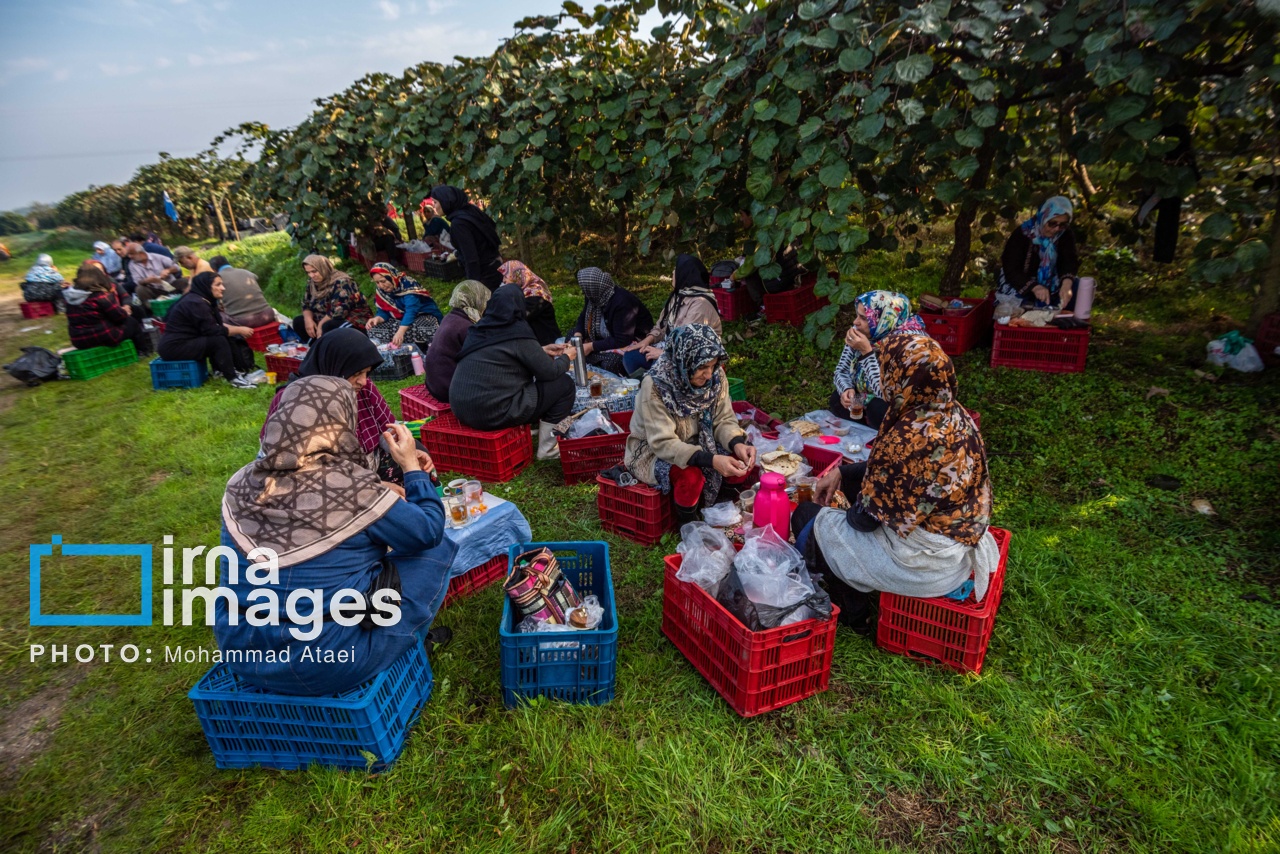 برداشت کیوی در سلمانشهر استان مازندران