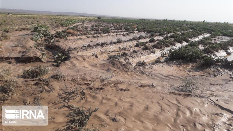 سیلاب به مزارع گل نرگس آبدانان خسارت زد