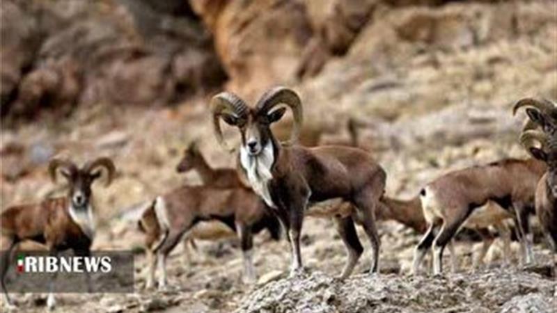 کاهش جمعیت حیات وحش پارک ملی گلستان