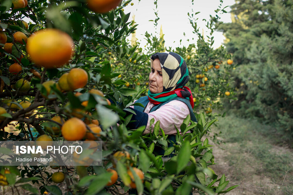 برداشت نارنگی از باغهای هاشمآباد در گرگان