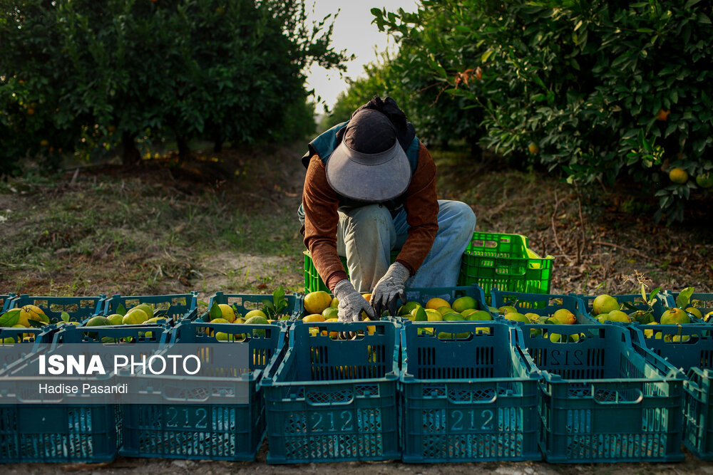 برداشت نارنگی از باغهای هاشمآباد در گرگان