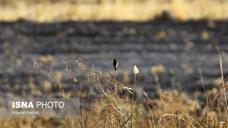 نفسِ تنگ «هشیلان» زیر سایه خشکسالی