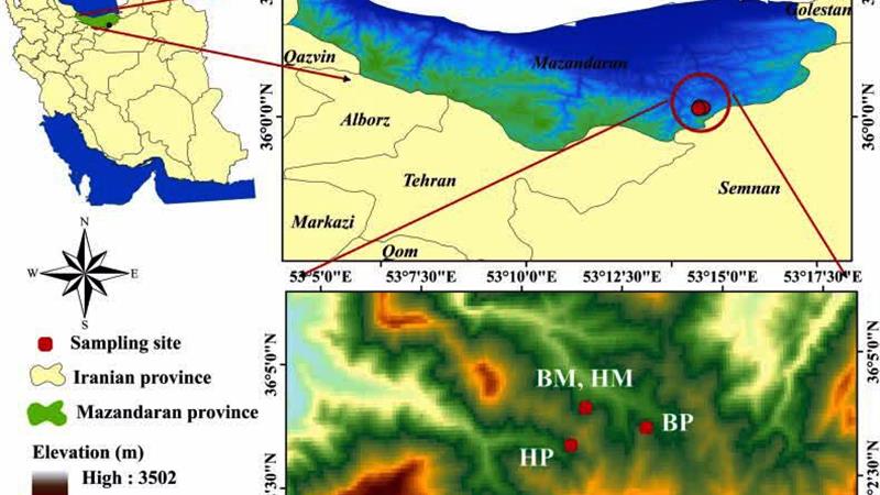 راشها در جنگلهای آمیخته پربازدهتر میشوند