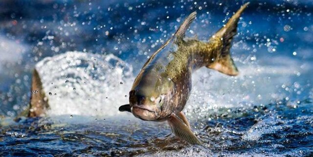 تولید سالیانه ۶۵۰۰ تُن ماهی گرمآبی و سردآبی در همدان