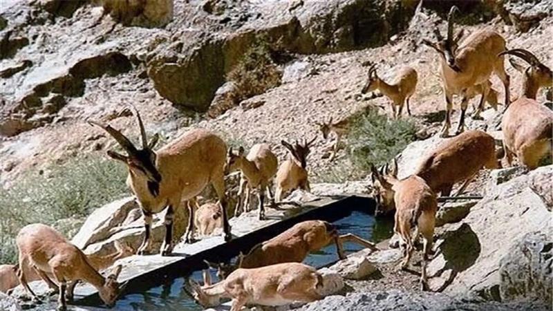 مدیرکل حفاظت محیط زیست کردستان: مردم به هیچوجه به حیاتوحش غذا ندهند