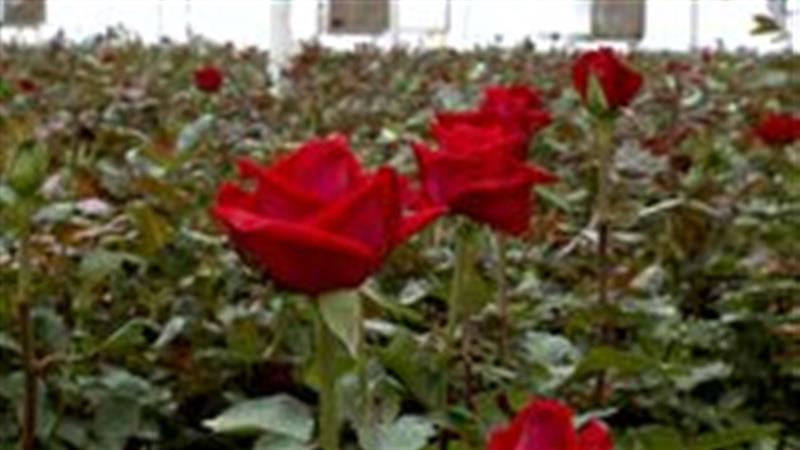 وجود ۷۹ هکتار سطح زیرکشت گلخانه در خراسان جنوبی