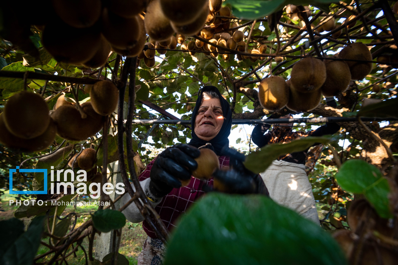 برداشت کیوی در سلمانشهر استان مازندران