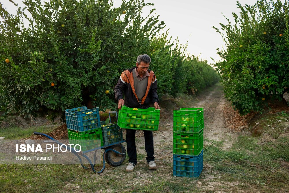 برداشت نارنگی از باغهای هاشمآباد در گرگان