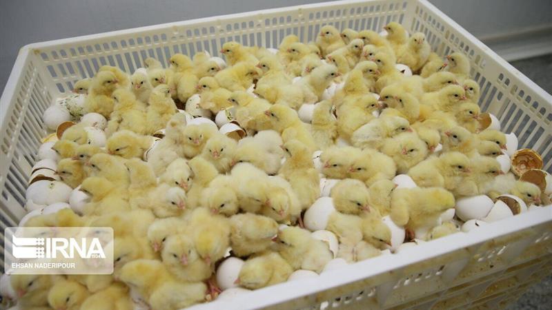 رشد ۱۱.۴ درصدی جوجه‌ریزی در ایلام