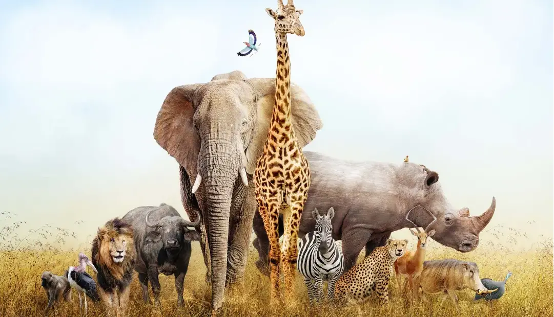 راز غولهای آفریقا؛ چرا بزرگترین جانوران خشکی جهان فقط در قاره سیاه زندگی میکنند؟