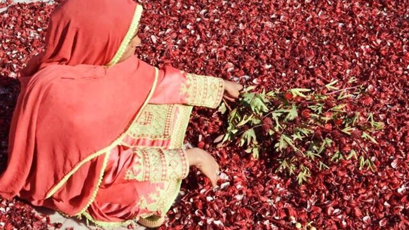 برگزاری نخستین جشنواره چای ترش در دلگان سیستان و بلوچستان