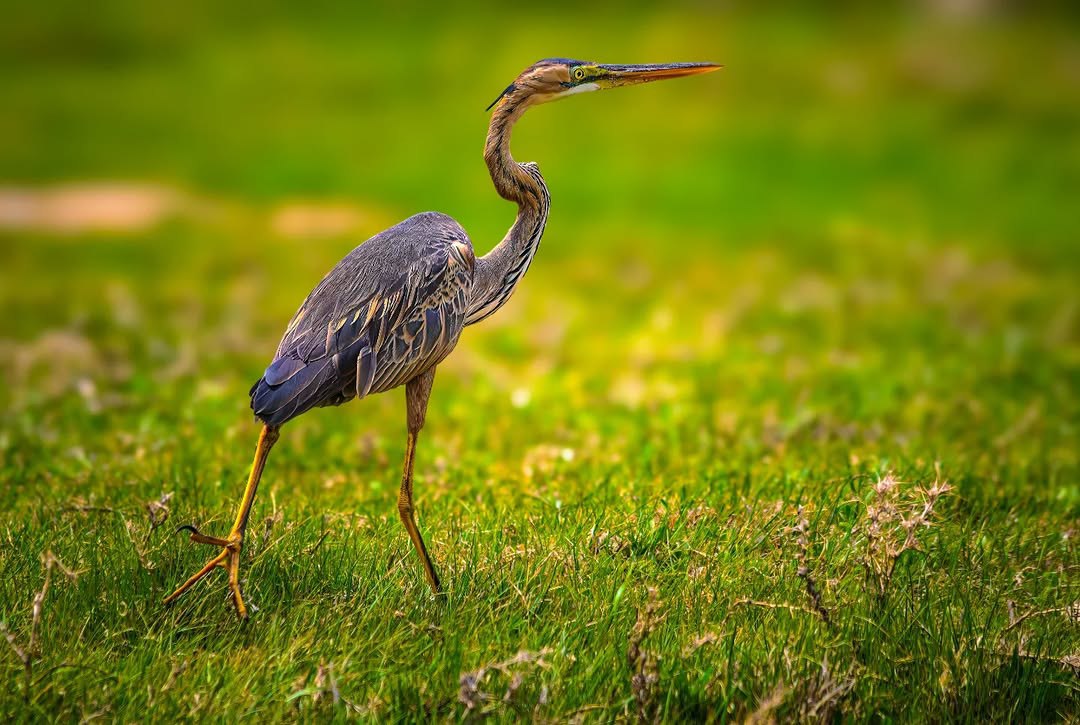  ثبت حضور حواصیل در دشت های چادگان