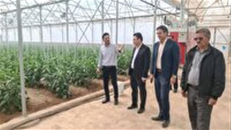 بازگشت دوباره واحدهای گلخانهای و دامداری نیمه فعال خاتم به چرخه تولید