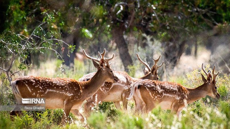 آمارها هشدار می‌دهند؛ پارک ملی گلستان در آستانه یک بحران خاموش