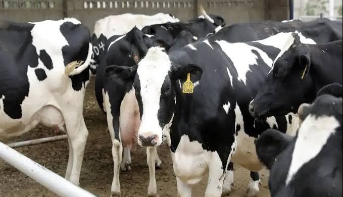 «تب برفکی» به انسان منتقل نمیشود / محصولات دامهای مبتلا وارد بازار نمیشود