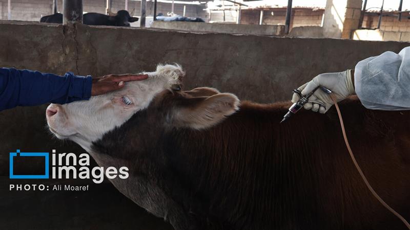 ۳.۲ میلیون دز واکسن سویه جدید تب برفکی توزیع شد