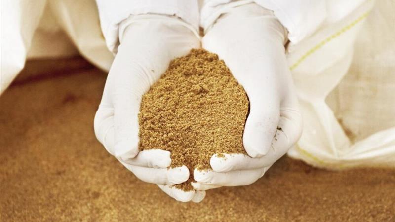 تولید بیش از ۸۰۰ هزار کیلوگرم پودر ماهی در شهرستان دشتیاری