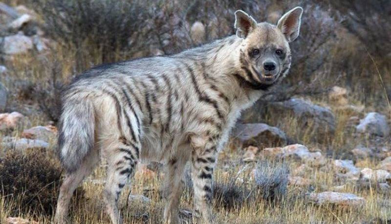 مشاهده یک قلاده کفتار راهراه در دماوند