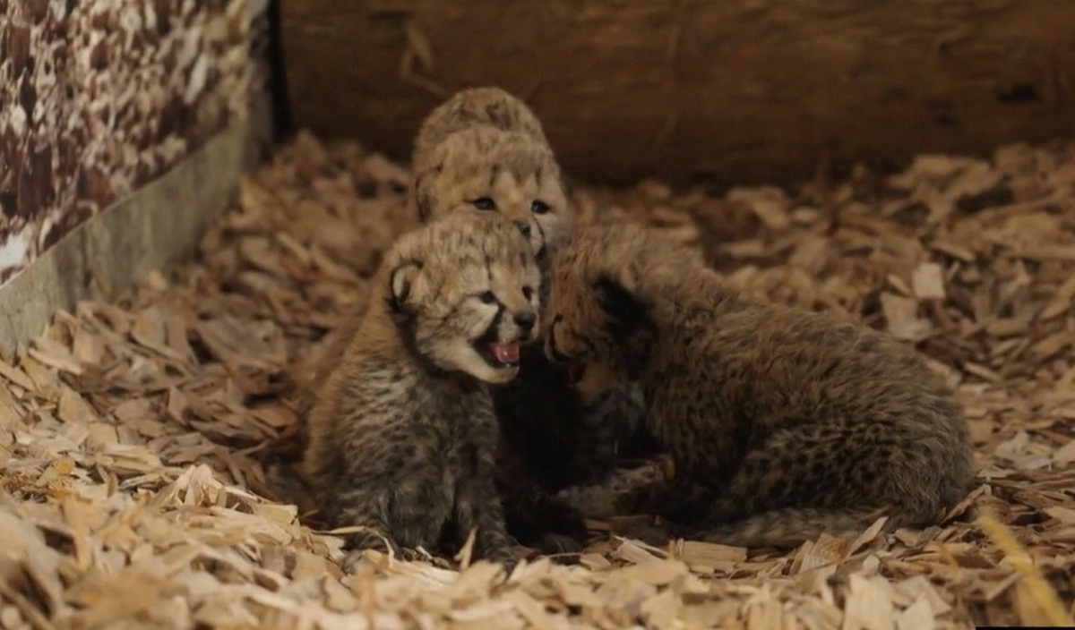 تولد چهار توله یوزپلنگ در باغ وحش ویرجینیا