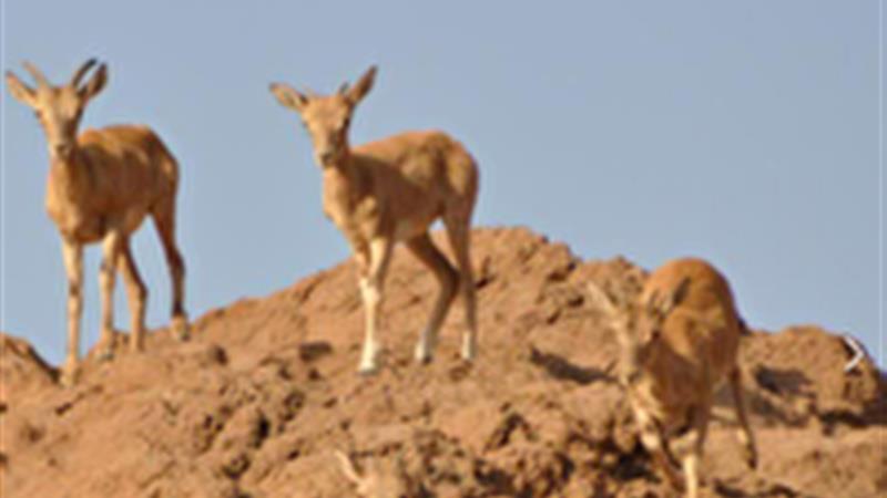 پارک ملی سیاهکوه؛ بکرترین زیستگاه یزد