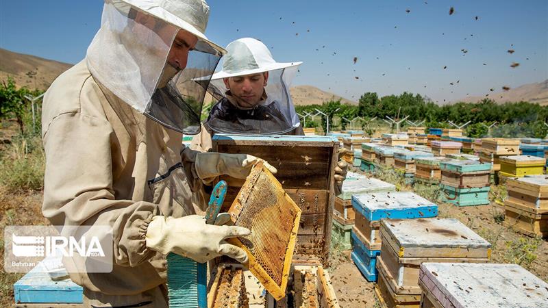 تولیدات زنبورداران در قم رشد کرد