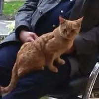 وقتی سروکله یک گربه وسط مصاحبه با حناچی پیدا شد!