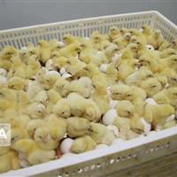 رشد ۱۱.۴ درصدی جوجه‌ریزی در ایلام