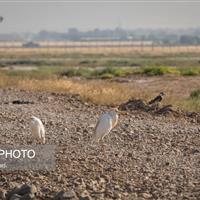 مدیرکل محیط زیست قزوین: تالاب الله‌آباد قزوین در آستانه خشک شدن است
