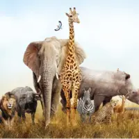 راز غولهای آفریقا؛ چرا بزرگترین جانوران خشکی جهان فقط در قاره سیاه زندگی میکنند؟