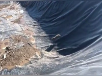 نجات روباه گرفتار از استخر ذخیره آب 