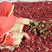 برگزاری نخستین جشنواره چای ترش در دلگان سیستان و بلوچستان