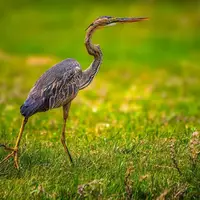 ثبت حضور حواصیل در دشت های چادگان