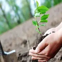 کاشت بیش از ۲۲۰۰ نهال گل زینتی در سراوان