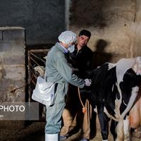«تب برفکی» به انسان منتقل نمیشود / محصولات دامهای مبتلا وارد بازار نمیشود