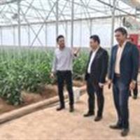 بازگشت دوباره واحد‌های گلخانه‌ای و دامداری نیمه فعال خاتم به چرخه تولید