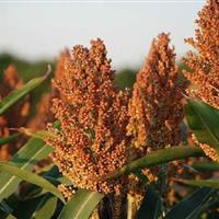 آغاز برداشت محصول سورگوم در دهلران