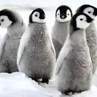 روش بامزه وزن کردن جوجه پنگوئن