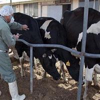 کاهش کانون تب برفکی در استان مرکزی