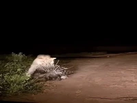 تقابل شیر جوان با جوجه‌تیغی در دل طبیعت وحشی