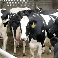 «تب برفکی» به انسان منتقل نمیشود / محصولات دامهای مبتلا وارد بازار نمیشود