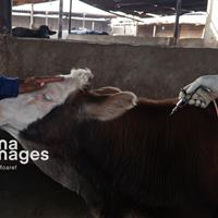 ۳.۲ میلیون دز واکسن سویه جدید تب برفکی توزیع شد