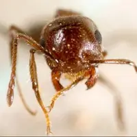 مادرکُشی در کلونی مورچه‌ها؛ ترفند هولناک ملکه‌های انگل!