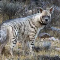 مشاهده یک قلاده کفتار راه‌راه در دماوند